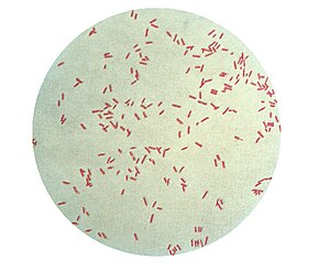 comment soigner pseudomonas aeruginosa