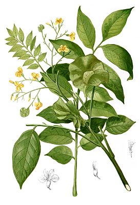 Narrabaum (Pterocarpus indicus)