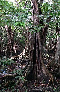 photo d'un arbre Pterocarpus officinalis dans une zone marécageuse de Guadeloupe