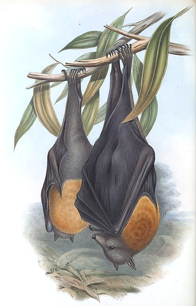 File:Pteropus poliocephalus Gould Mamm Aust vol 3 plate 28.jpg