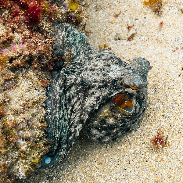 File:Pulpo (Octopus vulgaris), isla de Mouro, Santander, España, 2019-08-14, DD 35.jpg