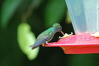 Purple-chested hummingbird Species of bird