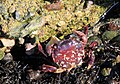 Purple Shore Crab Hemigrapsus nudus Vancouver Island 2348.jpg