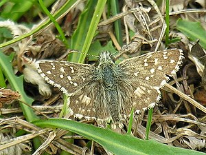 Two-brood cube-headed butterfly (Pyrgus armoricanus)