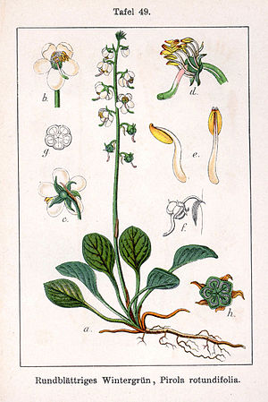 Pyrola rotundifolia Sturm49.jpg