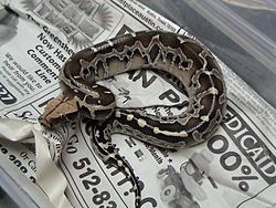 Python breitensteini.jpg