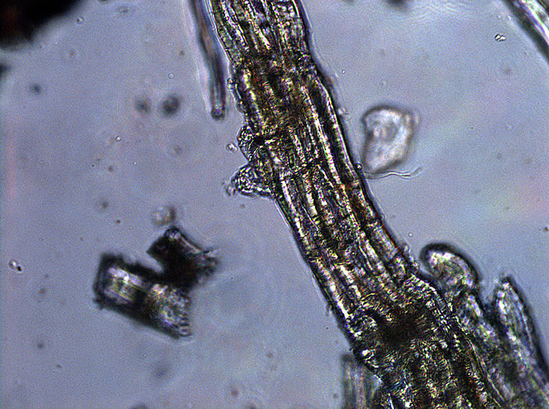 File:Querschnitt-holzverbundwerkstoff-4.jpg