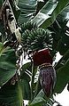 Musa sapientum