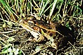 Northern Leopard Frog