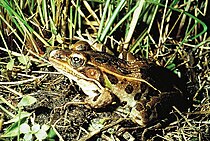 Luipaardkikker (Lithobates pipiens)