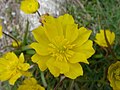 Ranunculus abnormis flowers