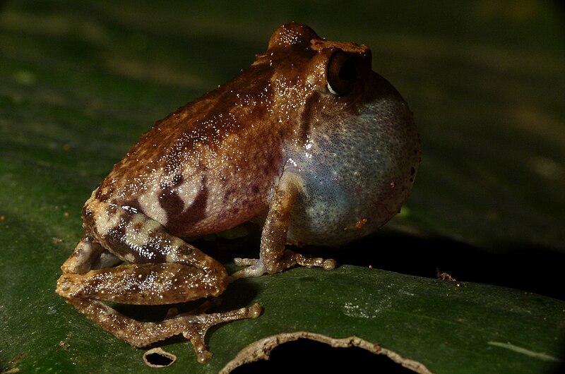 File:Raorchestes anili calling.jpg