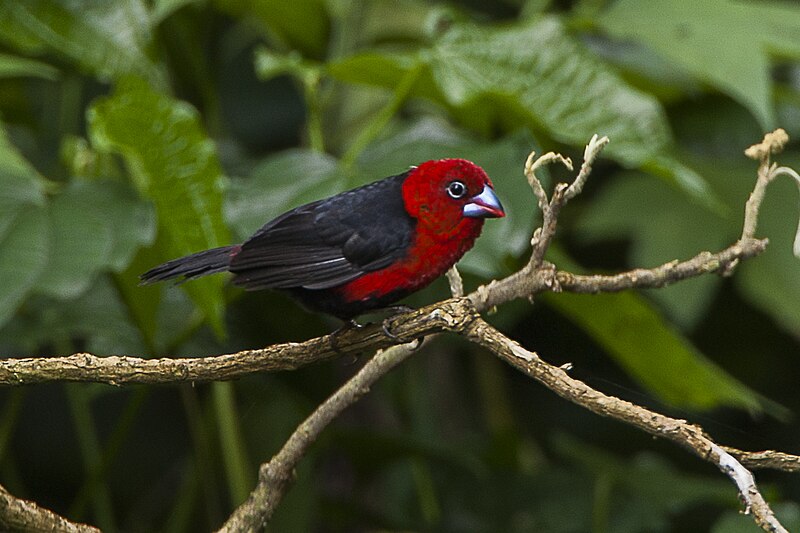 File:Red-headed Bluebill - Kakamega - Kenya 06 2643 (22568963858).jpg