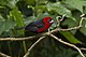 Red-headed Bluebill - Kakamega - Kenya 06 2643 (22568963858).jpg