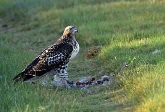 A juvenile after it ate its mountain cottontail prey. Red-tailed Hawk (juvenile) on Seedskadee National Wildlife Refuge (28922103625).jpg