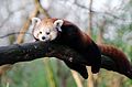 Red Panda (15982579189).jpg