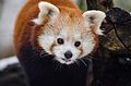 Red Panda (16339195416).jpg