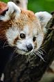 Red Panda (19389209999).jpg