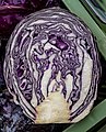 Rotkohl oder Blaukraut im Schnitt