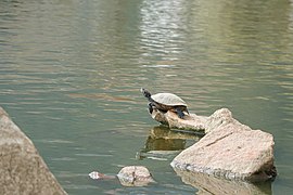 Rotwangen-Schmuckschildkröte im Taudaha-See