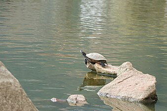 Red eared slider turtle basking at Taudaha Lake