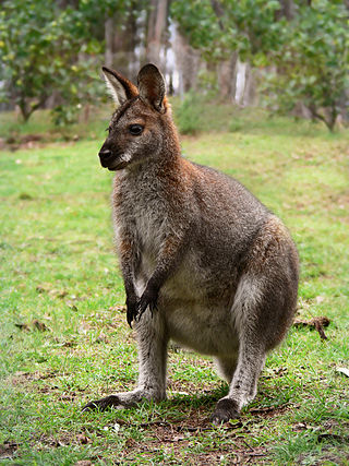 <span class="mw-page-title-main">Wallaby</span> Common name of small- or mid-sized macropods found in Australia and New Guinea