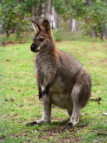 Red necked wallaby444.jpg