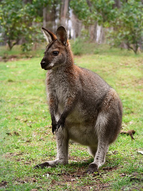 Австралийское животное меняющее внешний вид. Кенгуру валлаби. Валлаби Австралия. Валлаби животное Австралии. Валлаби заяц.