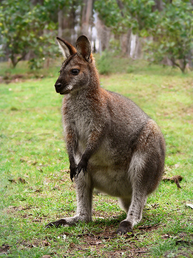 Crescent nail-tail wallaby | Australian Galleries