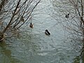 Дивље патке на реци Сави