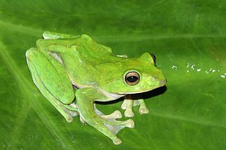 <i>Rhacophorus maximus</i> species of amphibian