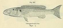 Miniatura para Rhamphochromis esox