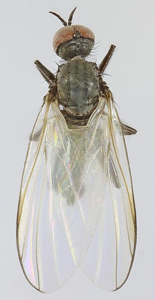 <i>Rhamphomyia curvula</i> Species of insect