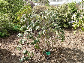 Rhododendron niveum - University of Copenhagen Botanical Garden - DSC07606.JPG
