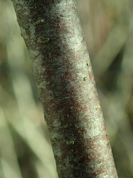 File:Ribes nigrum 2019-02-15 5723.jpg