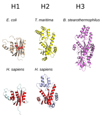 Comparison of the structures of representative ribonuclease H proteins from each subtype. In the E. coli protein (beige, top left), the four conserved active site residues are shown as spheres. In the H. sapiens proteins, the structural core common between the H1 and H2 subtypes is shown in red. Structures are rendered from: E. coli, PDB: 2RN2 ; T. maritima, PDB: 303F ; B. stearothermophilus, PDB: 2D0B ; H. sapiens H1, PDB: 2QK9 ; H. sapiens, PDB: 3P56 . Ribonuclease H structure comparison.png