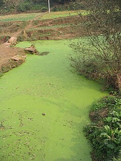 Eutrophication can cause harmful algal blooms like this one in a river near Chengdu, China. River algae Sichuan.jpg