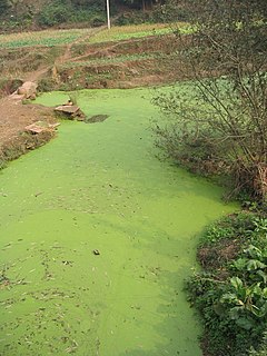 Eutrophication Excessive plant growth in response to excess nutrient availability