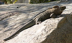 Description de l'image Rock_Iguana_2640.jpg.