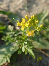 R. sylvestris, strandfräne