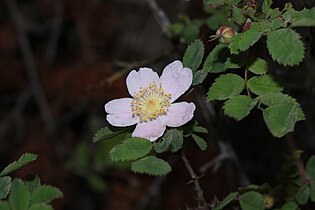 Rosa gymnocarpa