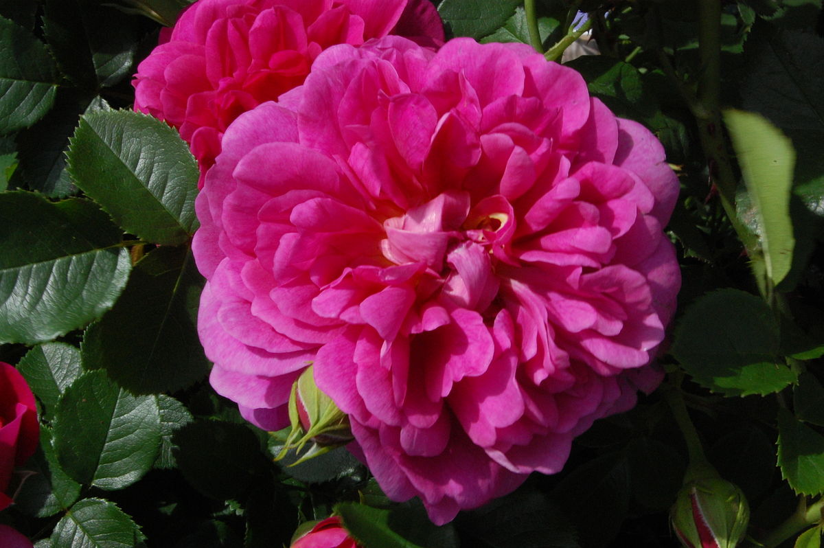 Rosa 'Princess Anne' - Wikimedia Commons.