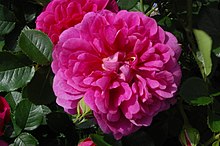 Rosa 'Princess Anne' Rose 'Princess Anne' 01.JPG