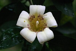 Rothmannia capensis