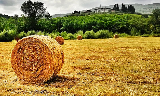 Rotoloni d paglia nella campagna della Valdisieve.jpg