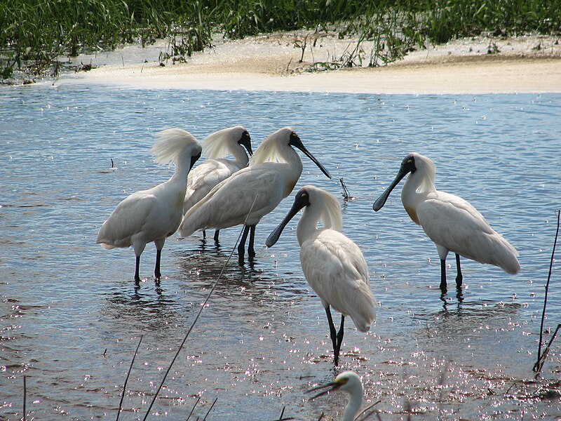 File:Royal Spoonbills at Fogg Dam.jpg