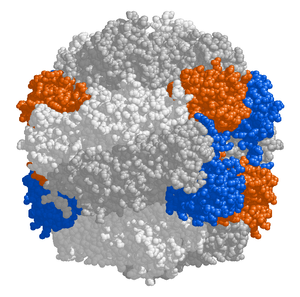 RuBisCO, shown here in a space-filling model, is the main enzyme responsible for carbon fixation in chloroplasts.