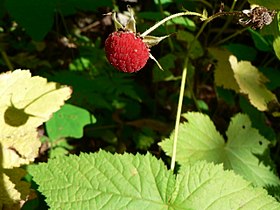 Rubus parviflorus