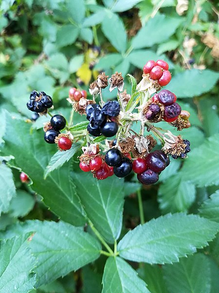 File:Rubus percrispatus, Poznan (1).jpg