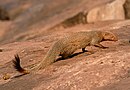 Ruddy-mongoose.jpg